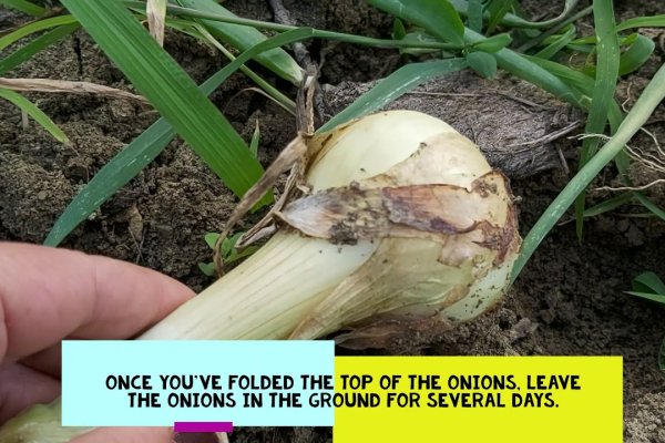 Kraken адрес onion