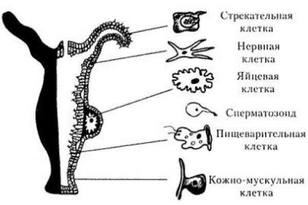 Kraken вход kraken torion